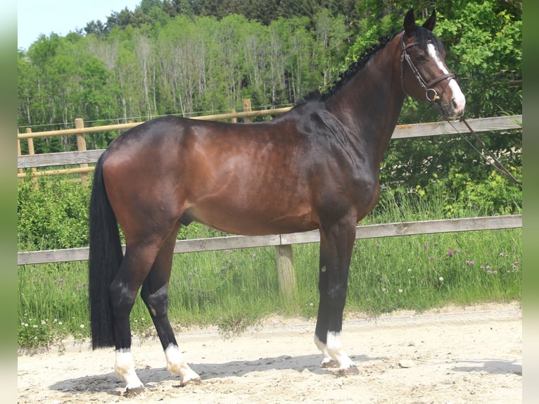 Caballo de salto Oldenburgo Caballo castrado 5 años 170 cm Castaño oscuro in Sunthausen