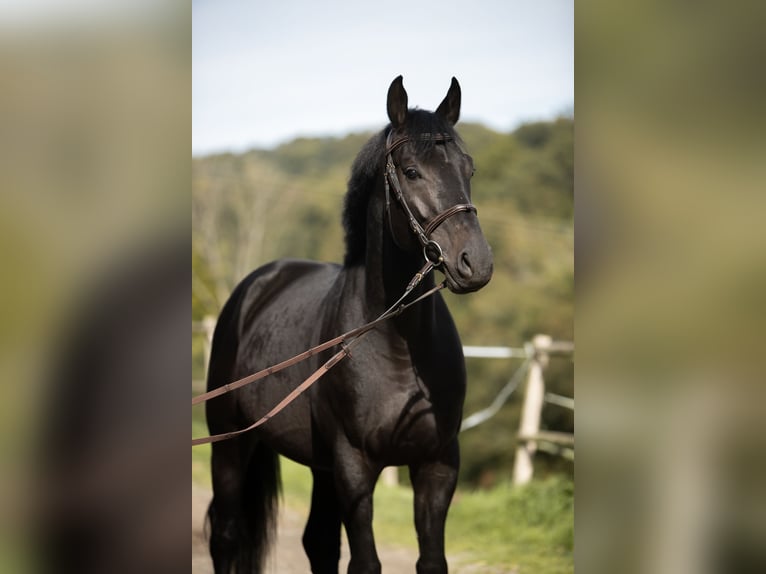 Caballo de salto Oldenburgo Caballo castrado 5 años 170 cm Negro in Kürten