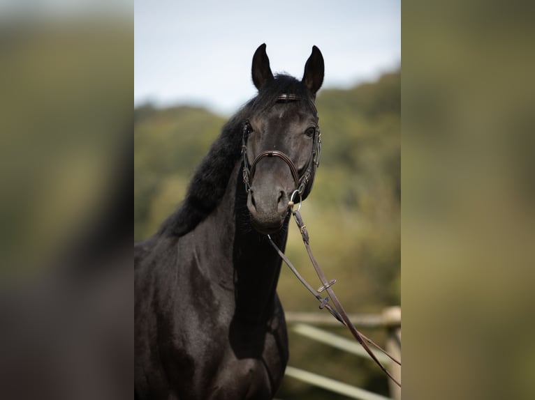 Caballo de salto Oldenburgo Caballo castrado 5 años 170 cm Negro in Kürten