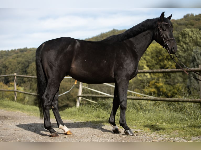 Caballo de salto Oldenburgo Caballo castrado 5 años 170 cm Negro in Kürten