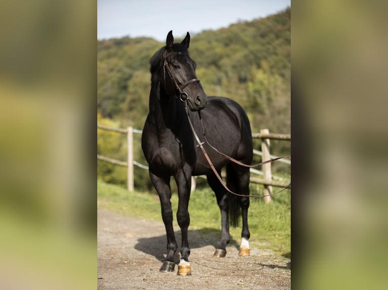 Caballo de salto Oldenburgo Caballo castrado 5 años 170 cm Negro in Kürten