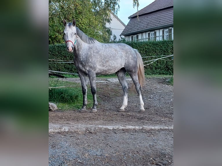 Caballo de salto Oldenburgo Caballo castrado 5 años 170 cm Tordo in Wabern- Hebel