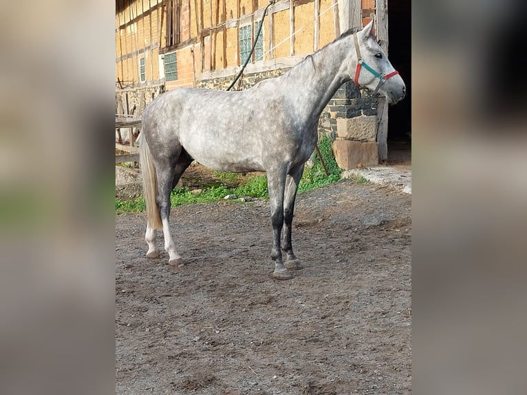 Caballo de salto Oldenburgo Caballo castrado 5 años 170 cm Tordo in Wabern- Hebel