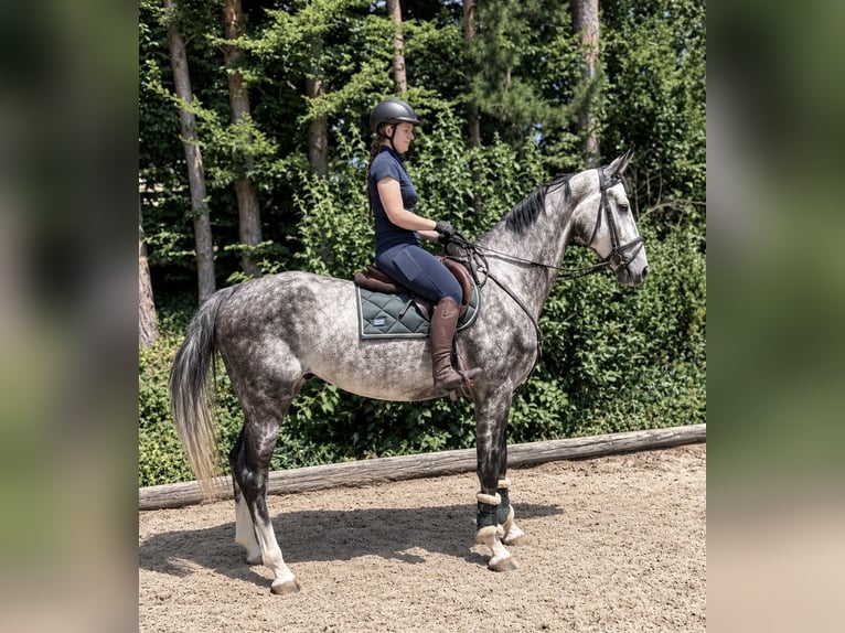 Caballo de salto Oldenburgo Caballo castrado 5 años 170 cm Tordo rodado in Pelmberg