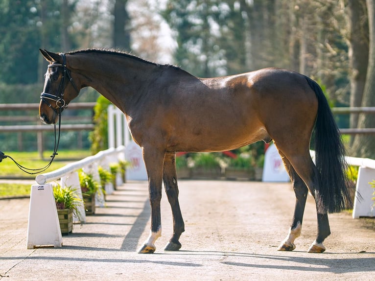 Caballo de salto Oldenburgo Caballo castrado 5 años 171 cm Castaño oscuro in Münster-Handorf