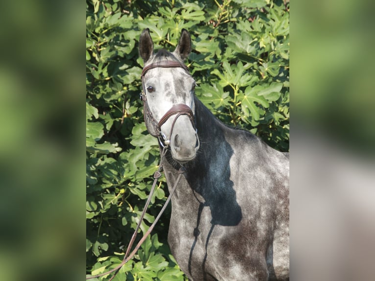 Caballo de salto Oldenburgo Caballo castrado 5 años 171 cm Tordo rodado in Wahrenholz