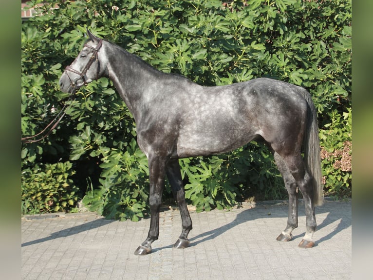 Caballo de salto Oldenburgo Caballo castrado 5 años 171 cm Tordo rodado in Wahrenholz