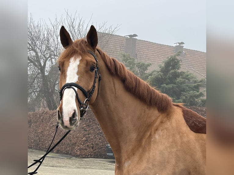 Caballo de salto Oldenburgo Caballo castrado 5 años 172 cm Alazán in Ganderkesee