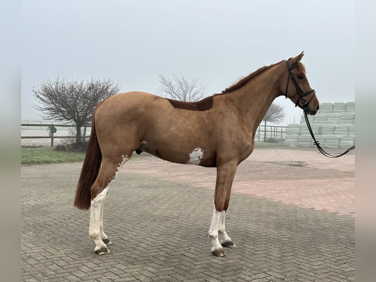 Caballo de salto Oldenburgo Caballo castrado 5 años 172 cm Alazán in Ganderkesee