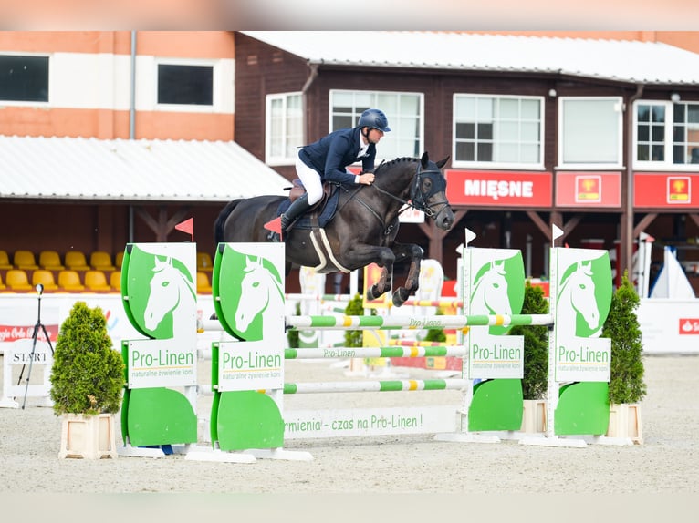 Caballo de salto Oldenburgo Caballo castrado 5 años 172 cm Morcillo in Dąbrowa Wielka