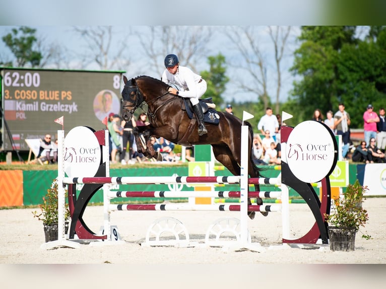 Caballo de salto Oldenburgo Caballo castrado 5 años 172 cm Morcillo in Dąbrowa Wielka