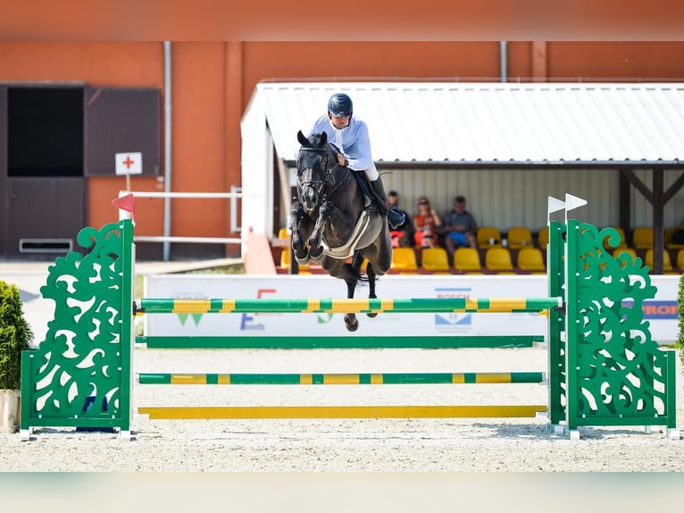 Caballo de salto Oldenburgo Caballo castrado 5 años 172 cm Morcillo in Dąbrowa Wielka