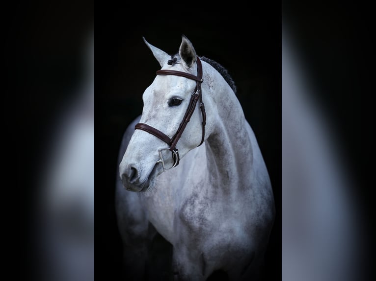 Caballo de salto Oldenburgo Caballo castrado 5 años 172 cm Tordo in Lastrup