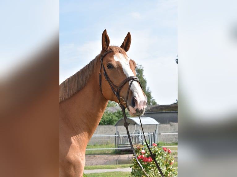 Caballo de salto Oldenburgo Caballo castrado 5 años 173 cm Alazán in Klötze