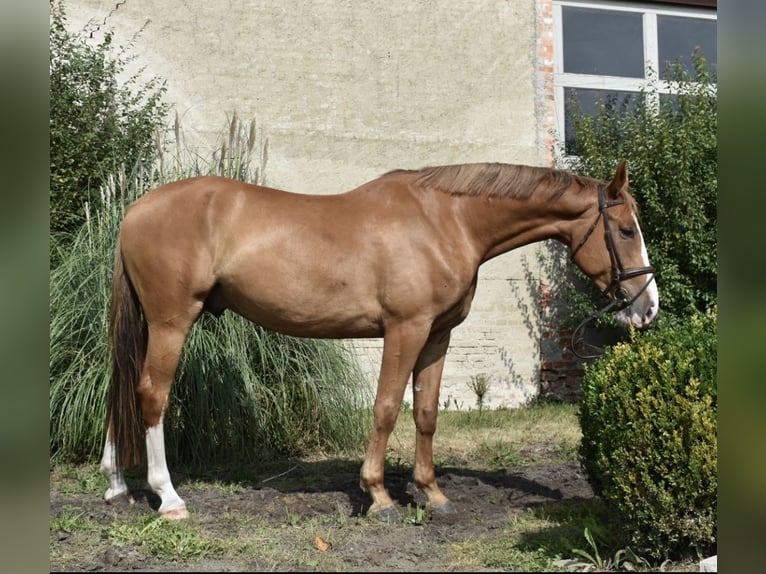 Caballo de salto Oldenburgo Caballo castrado 5 años 173 cm Alazán in Klötze