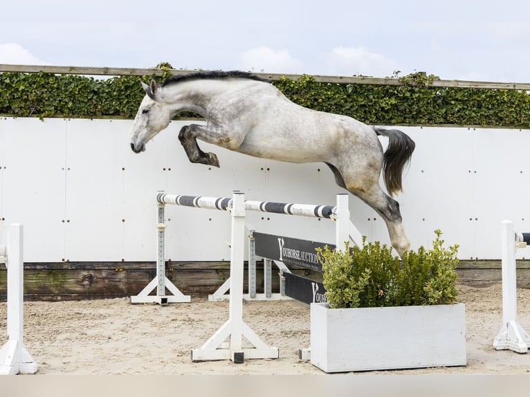 Caballo de salto Oldenburgo Caballo castrado 5 años 174 cm Tordo in Waddinxveen