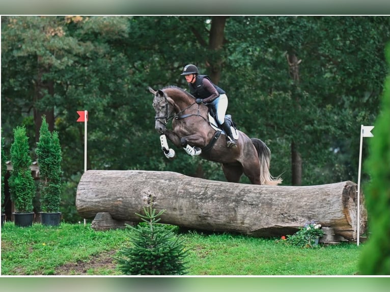 Caballo de salto Oldenburgo Caballo castrado 5 años 175 cm Tordo in Hemdingen