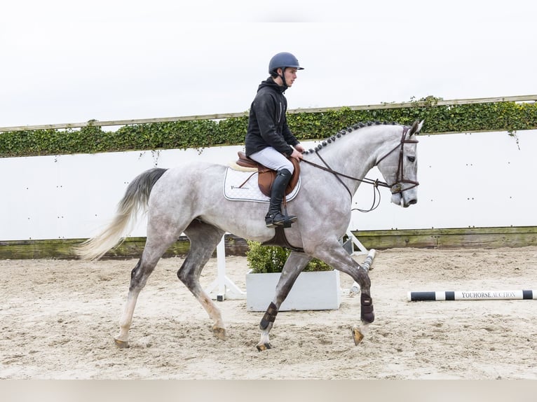 Caballo de salto Oldenburgo Caballo castrado 5 años 176 cm Tordo in Waddinxveen