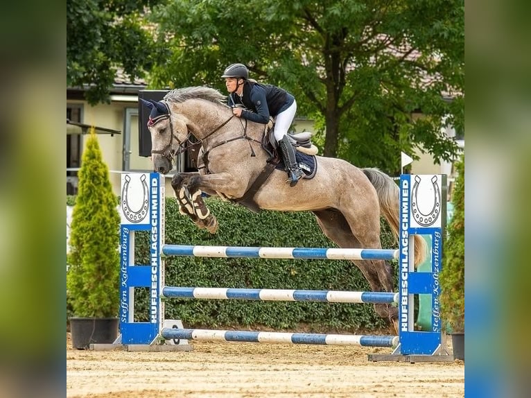 Caballo de salto Oldenburgo Caballo castrado 5 años 178 cm Musgo marrón in Bad Lausick