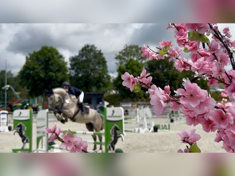 Caballo de salto Oldenburgo Caballo castrado 5 años 178 cm Musgo marrón in Bad Lausick