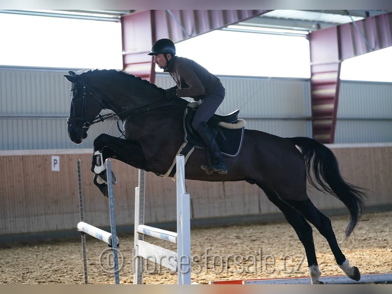 Caballo de salto Oldenburgo Caballo castrado 5 años 180 cm Negro in Ceske Budejovice