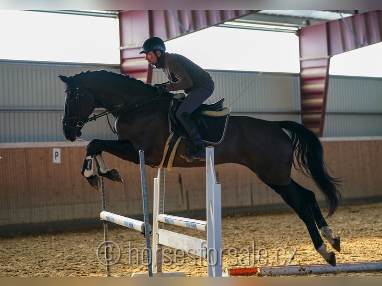 Caballo de salto Oldenburgo Caballo castrado 5 años 180 cm Negro in Ceske Budejovice