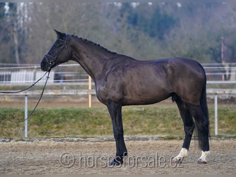 Caballo de salto Oldenburgo Caballo castrado 5 años 180 cm Negro in Ceske Budejovice