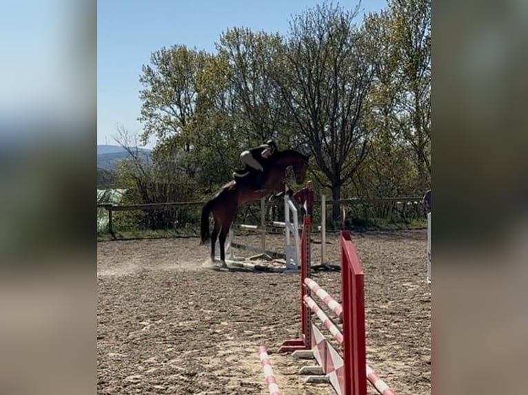 Caballo de salto Oldenburgo Caballo castrado 5 años 181 cm Castaño in Weisel