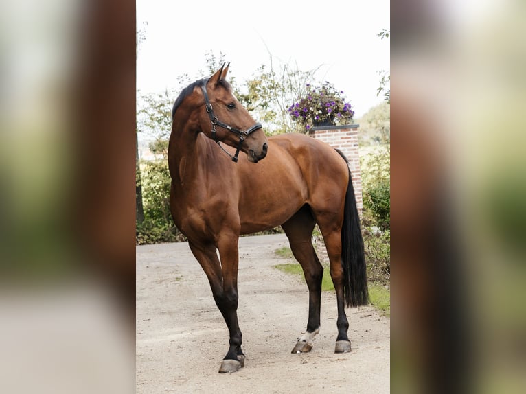 Caballo de salto Oldenburgo Caballo castrado 5 años 181 cm Castaño in Weisel