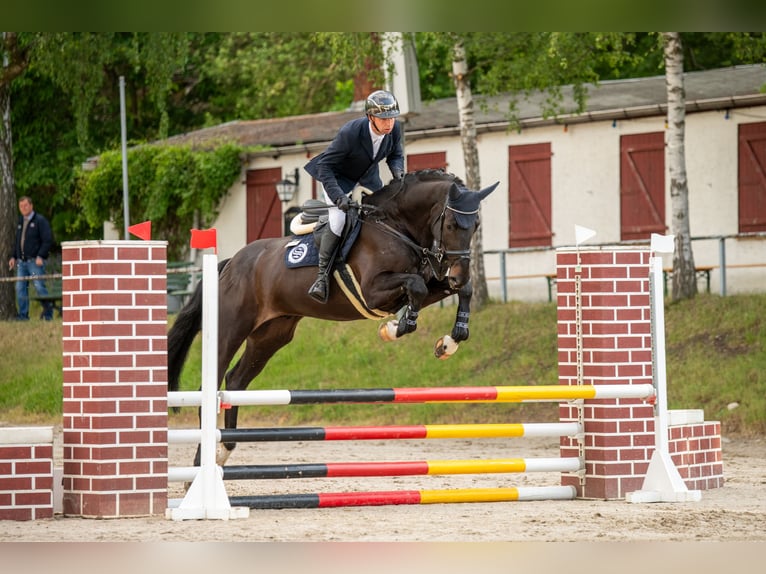 Caballo de salto Oldenburgo Caballo castrado 5 años 184 cm Morcillo in Braunsbedra