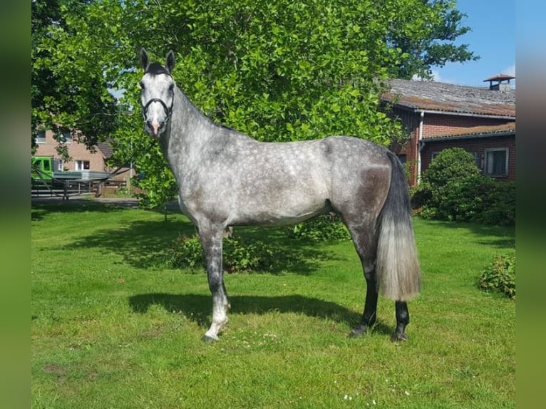 Caballo de salto Oldenburgo Caballo castrado 5 años 185 cm Tordo rodado in Emmendingen