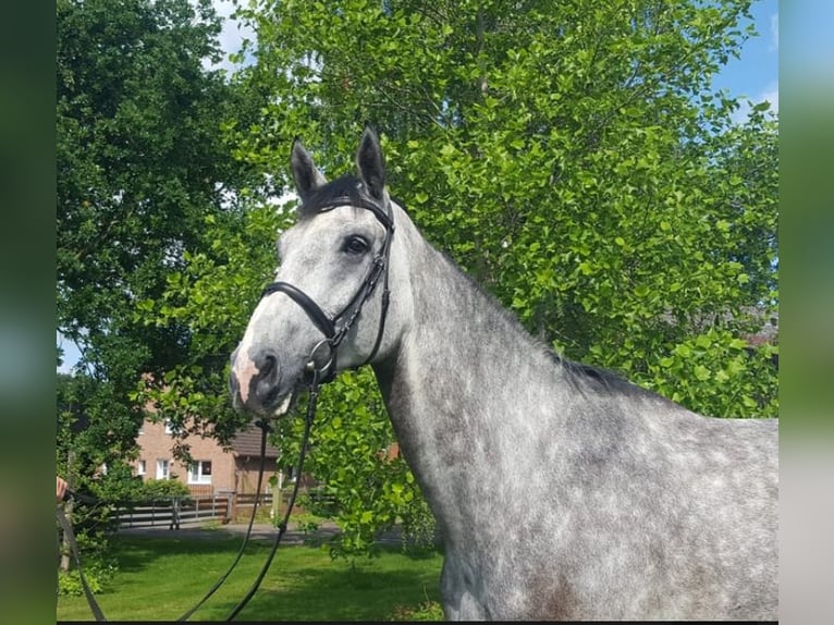 Caballo de salto Oldenburgo Caballo castrado 5 años 185 cm Tordo rodado in Emmendingen