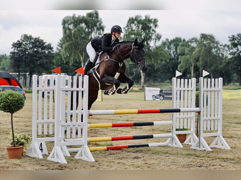 Caballo de salto Oldenburgo Caballo castrado 5 años in Elmshorn