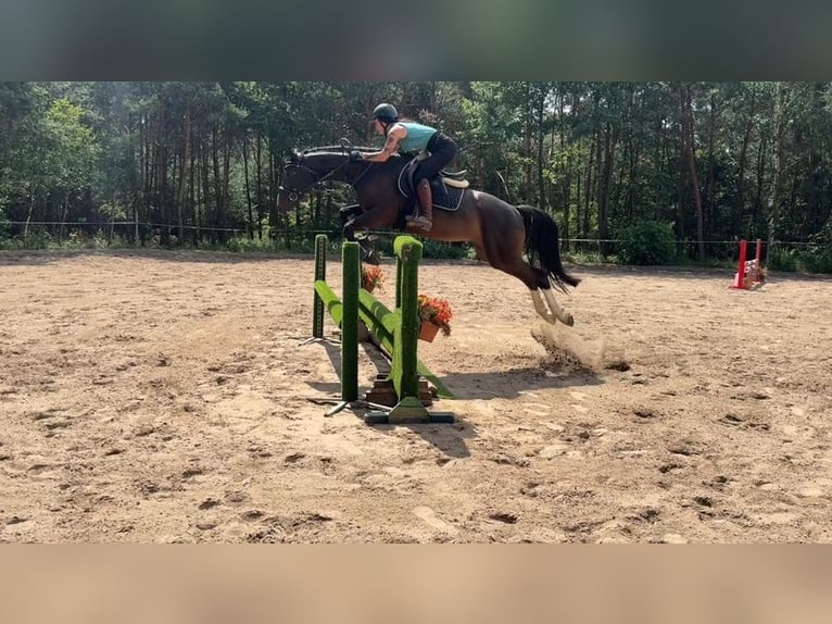 Caballo de salto Oldenburgo Caballo castrado 5 años Castaño oscuro in Mladá Boleslav