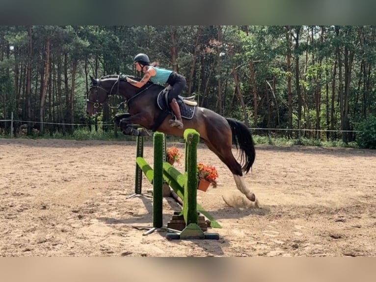 Caballo de salto Oldenburgo Caballo castrado 5 años Castaño oscuro in Mladá Boleslav