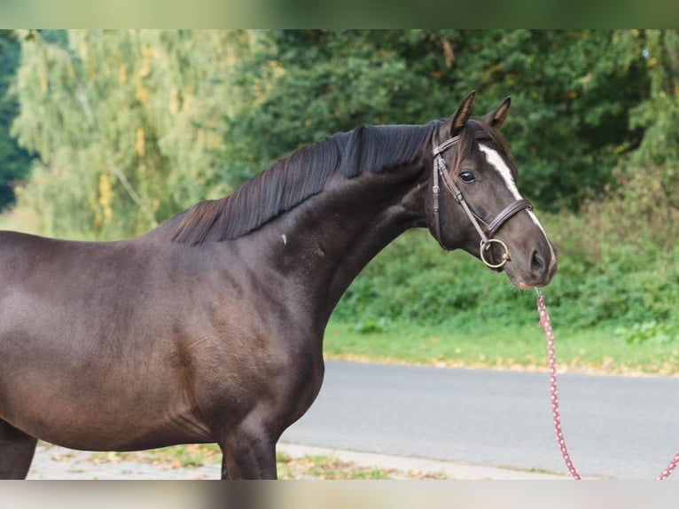 Caballo de salto Oldenburgo Caballo castrado 5 años Castaño oscuro in Mladá Boleslav