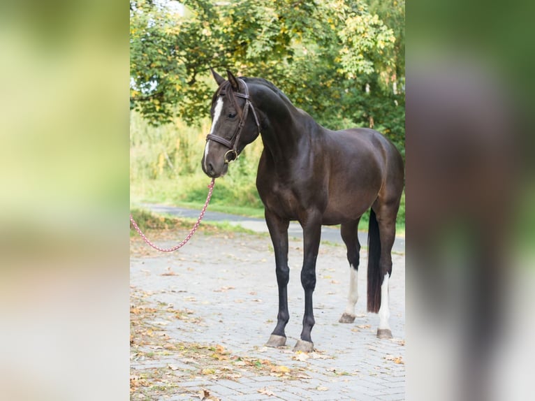 Caballo de salto Oldenburgo Caballo castrado 5 años Castaño oscuro in Mladá Boleslav