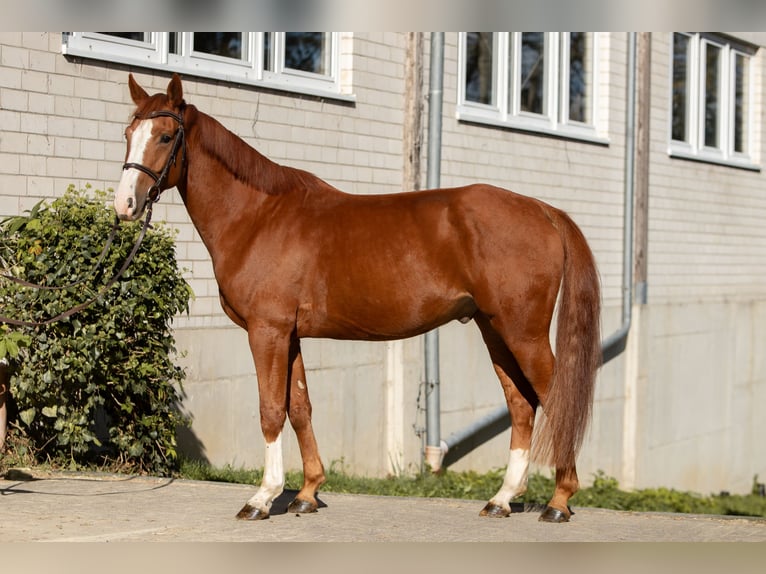 Caballo de salto Oldenburgo Caballo castrado 6 años 164 cm Alazán in Kürten