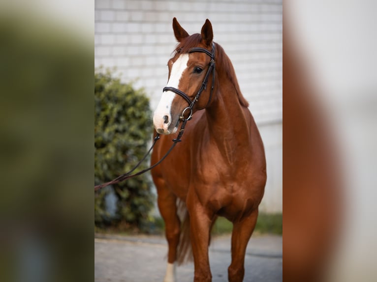 Caballo de salto Oldenburgo Caballo castrado 6 años 164 cm Alazán in Kürten