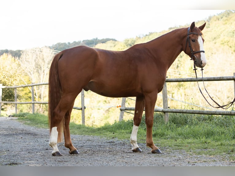 Caballo de salto Oldenburgo Caballo castrado 6 años 164 cm Alazán in Kürten