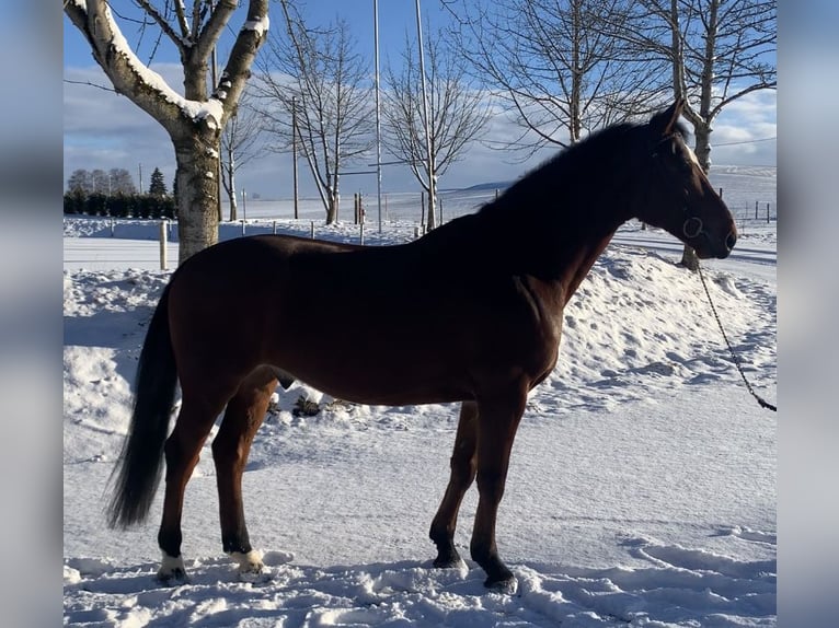 Caballo de salto Oldenburgo Caballo castrado 6 años 164 cm Castaño in Altusried