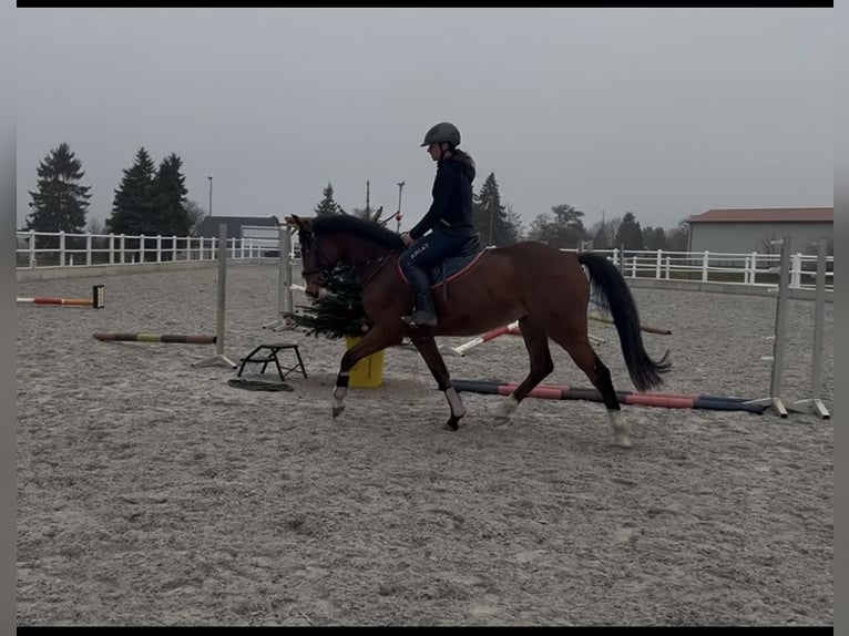 Caballo de salto Oldenburgo Caballo castrado 6 años 165 cm Castaño in Staven