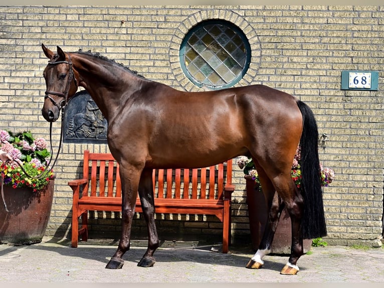 Caballo de salto Oldenburgo Caballo castrado 6 años 165 cm Castaño in Wardenburg