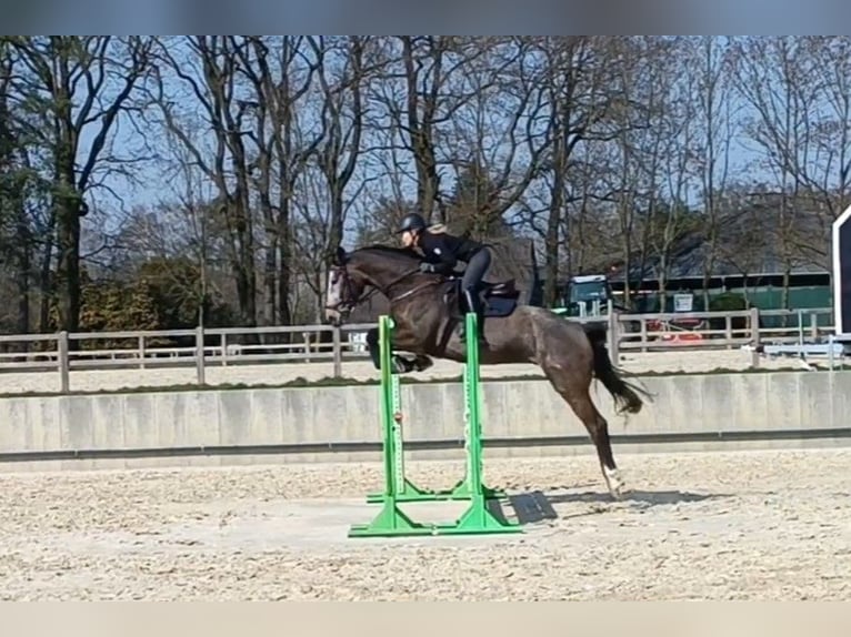 Caballo de salto Oldenburgo Caballo castrado 6 años 165 cm Tordo in Kükels