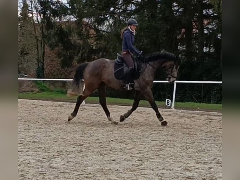 Caballo de salto Oldenburgo Caballo castrado 6 años 165 cm Tordo in Kükels