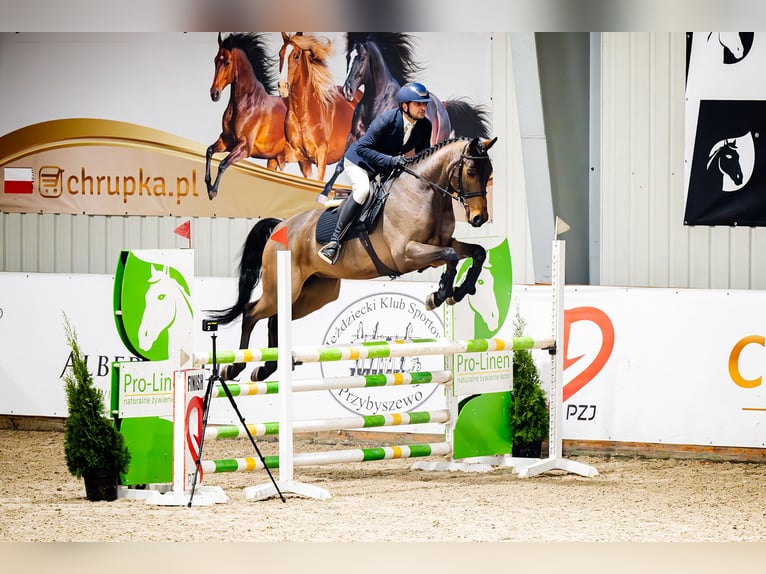 Caballo de salto Oldenburgo Caballo castrado 6 años 166 cm Castaño in Buk