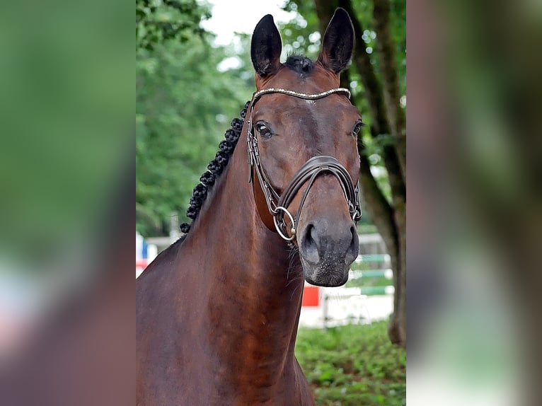 Caballo de salto Oldenburgo Caballo castrado 6 años 166 cm Castaño oscuro in Bad Wörishofen