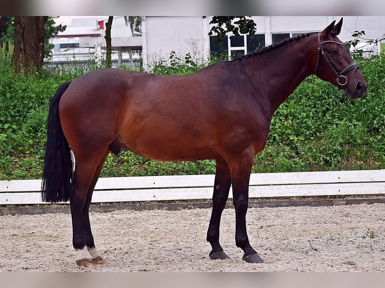 Caballo de salto Oldenburgo Caballo castrado 6 años 166 cm Castaño oscuro in Bad Wörishofen