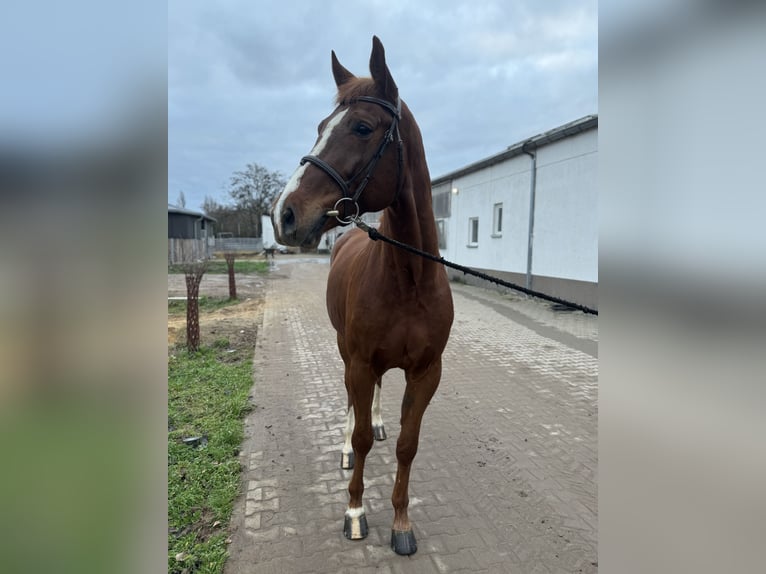 Caballo de salto Oldenburgo Caballo castrado 6 años 168 cm Alazán in Bad Kreuznach