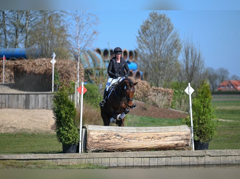 Caballo de salto Oldenburgo Caballo castrado 6 años 168 cm Castaño in Esens